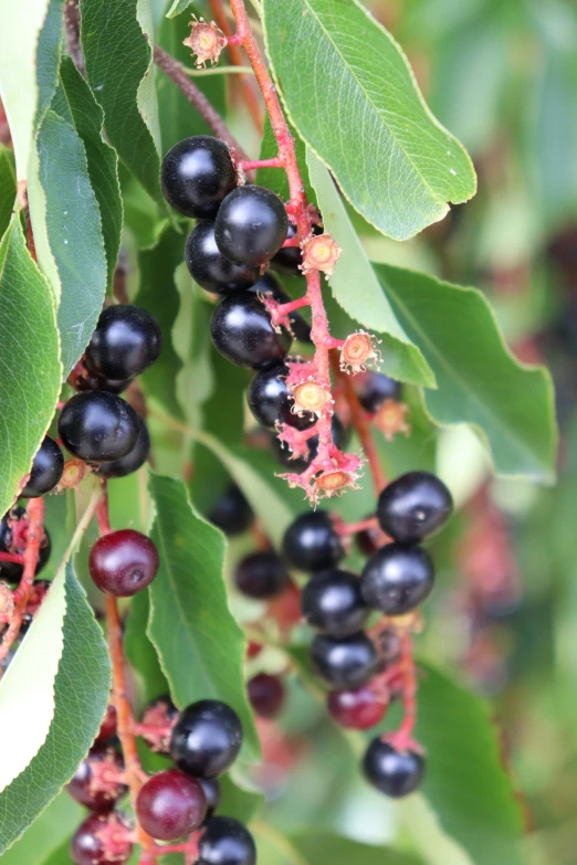 some berries growing on a green leafy tree