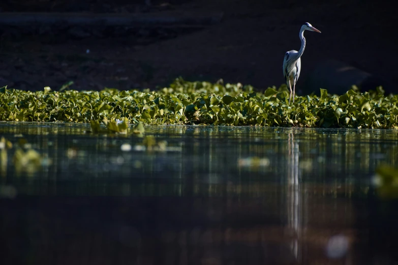 a bird stands alone in the water among weeds