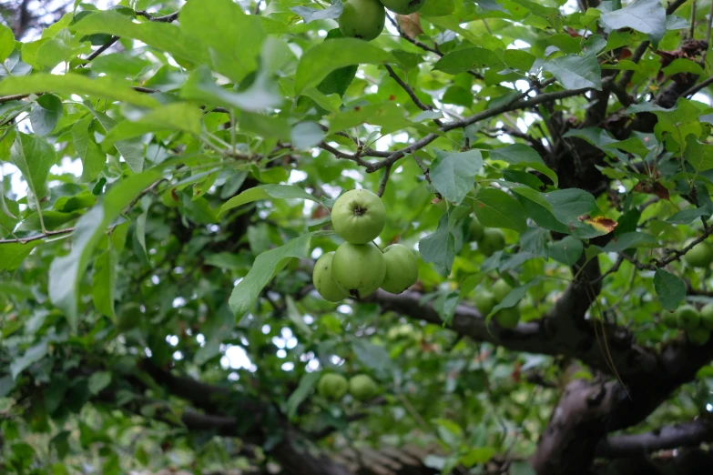 green fruits on a tree in a forest