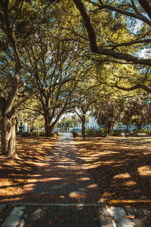 a park is covered with a grove of trees