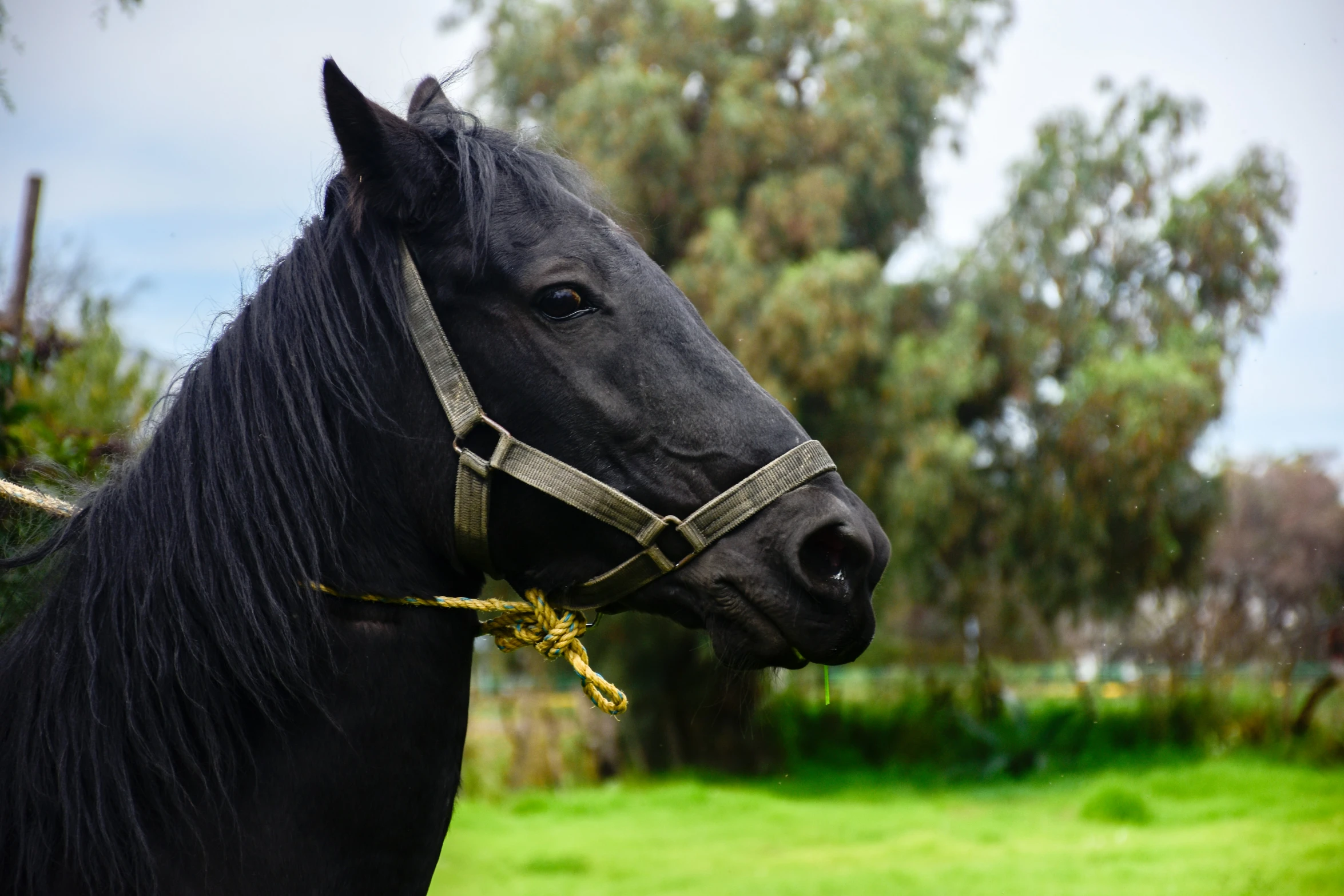 a close up of a horse with trees in the background