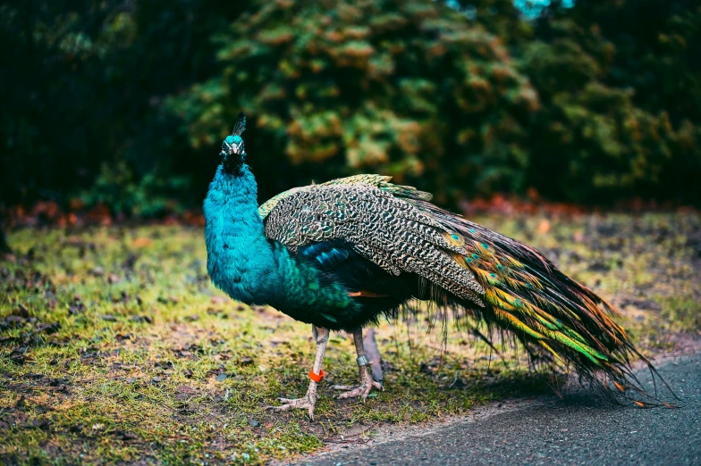 peacock with feathery tail walking down the road