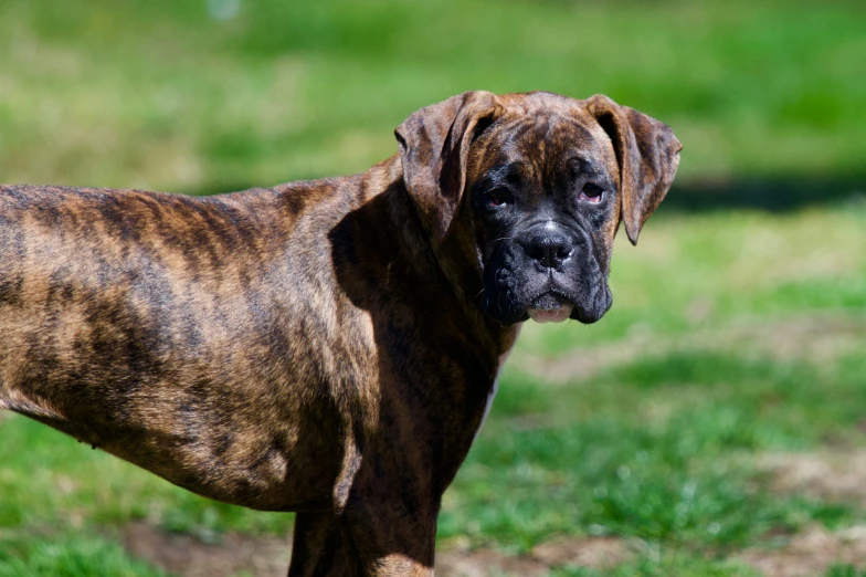 a brown and black dog standing in the grass