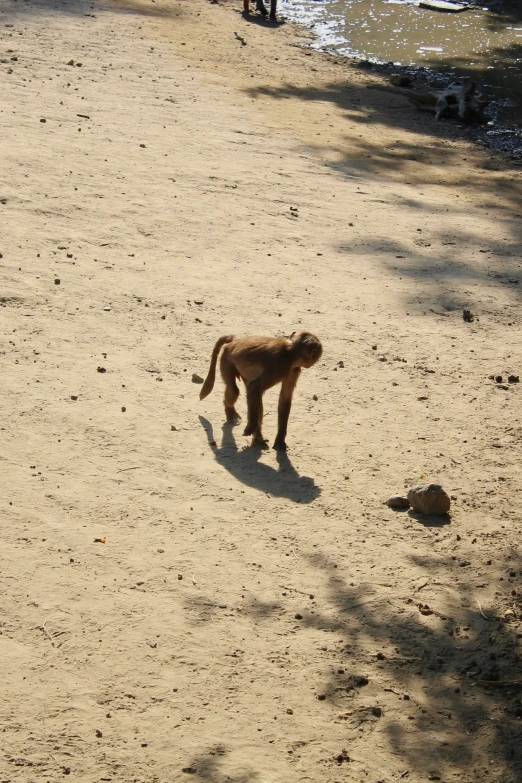 a small monkey standing on the beach in the sand