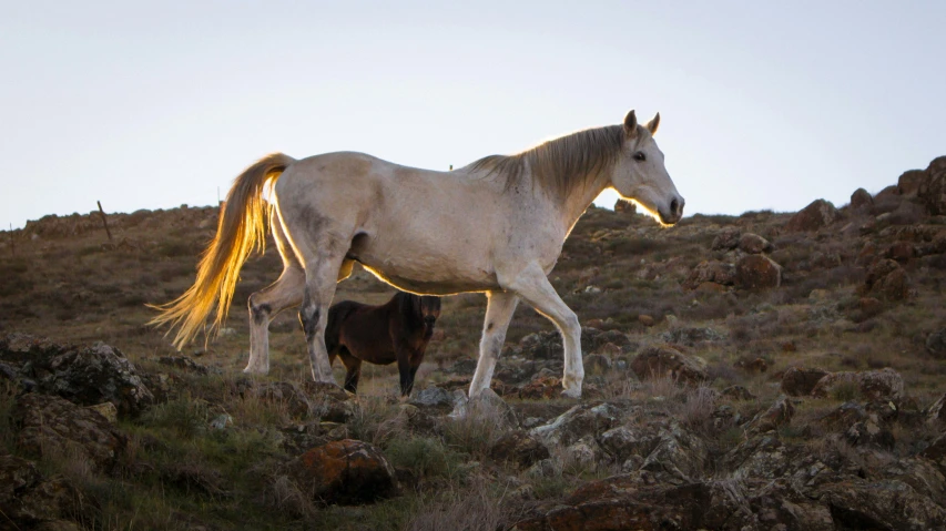 two brown horses on a hill side grazing