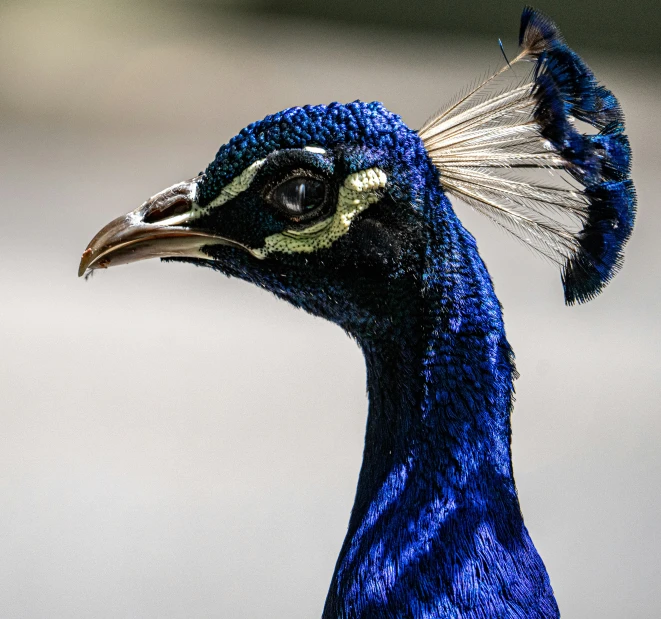 a close up of a blue bird with a bird's face