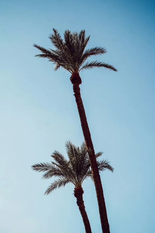 a palm tree sitting on top of a beach under a blue sky