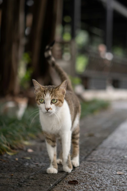 a tabby cat with green eyes walking along the street