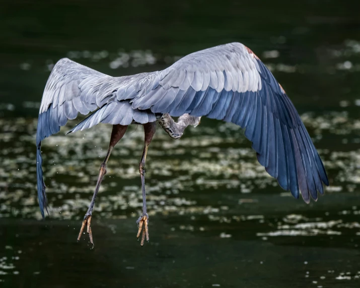 a blue heron is flying with its wings extended