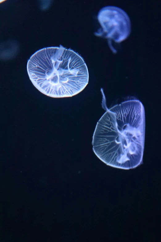 a bunch of jellyfish swimming across the water