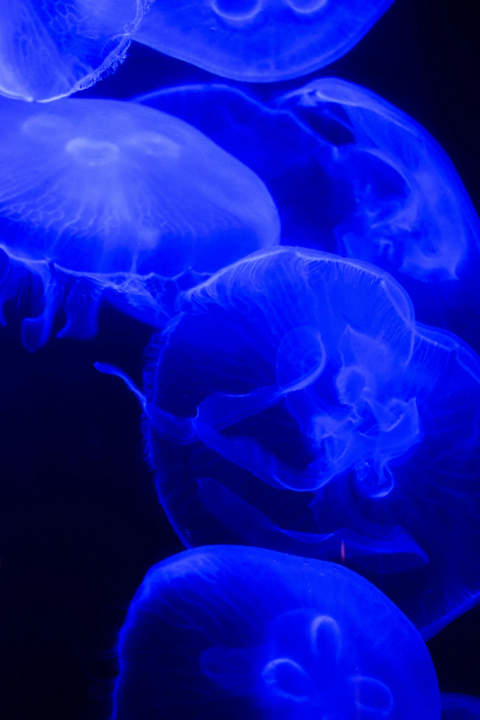 a blue aquarium with many different types of jellyfish