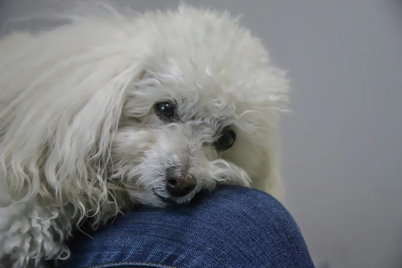 a white poodle standing up on the leg of someone's leg