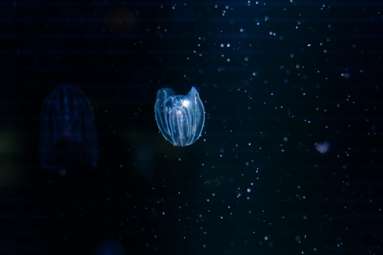 a jellyfish floating under a dark blue sky