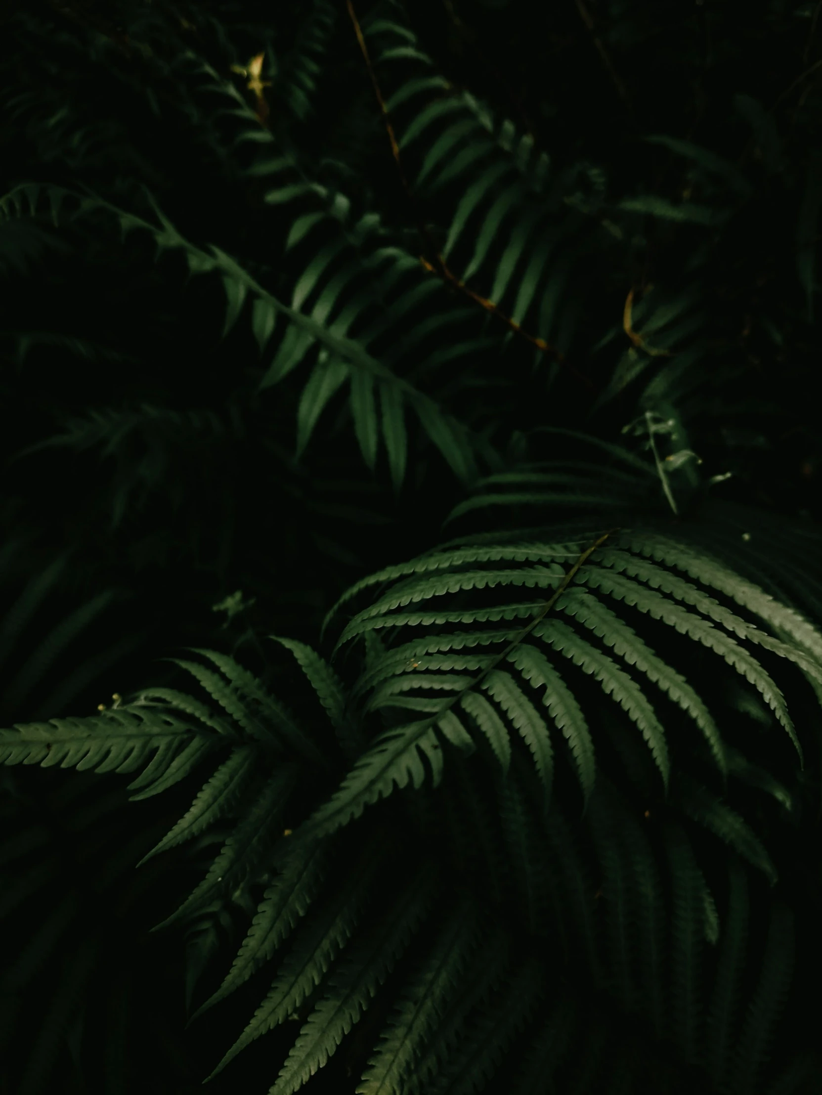 a tree filled with green leaves with dark lighting behind it