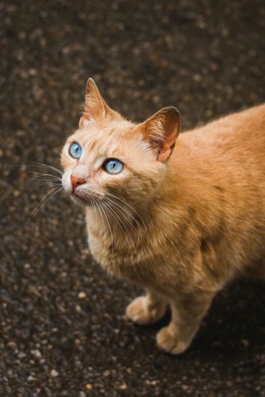 a little yellow kitten with a blue eyes standing in the street