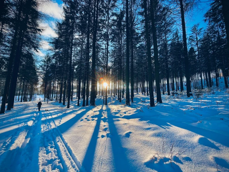 a forest full of trees covered in snow