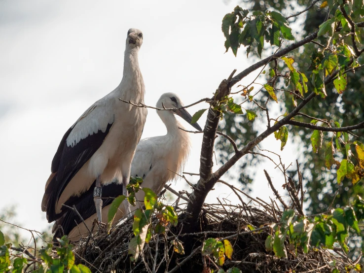 two birds are sitting on top of an open nest