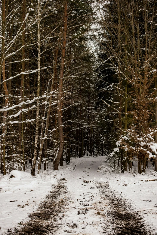 a dirt road in the middle of a forest filled with snow