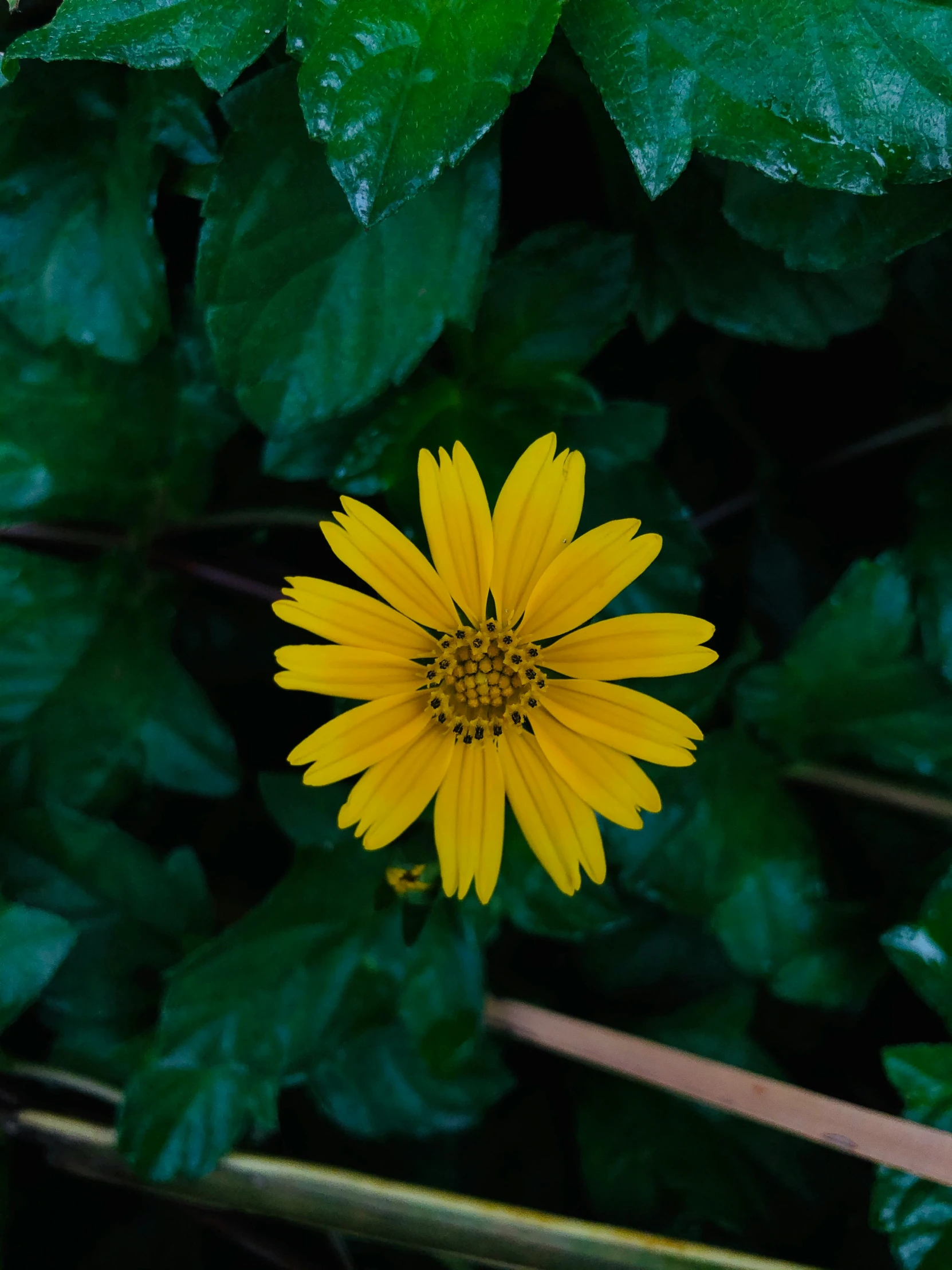 there is a large yellow flower in the middle of the plant