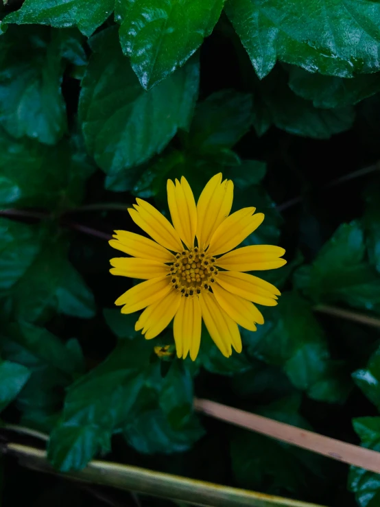 there is a large yellow flower in the middle of the plant