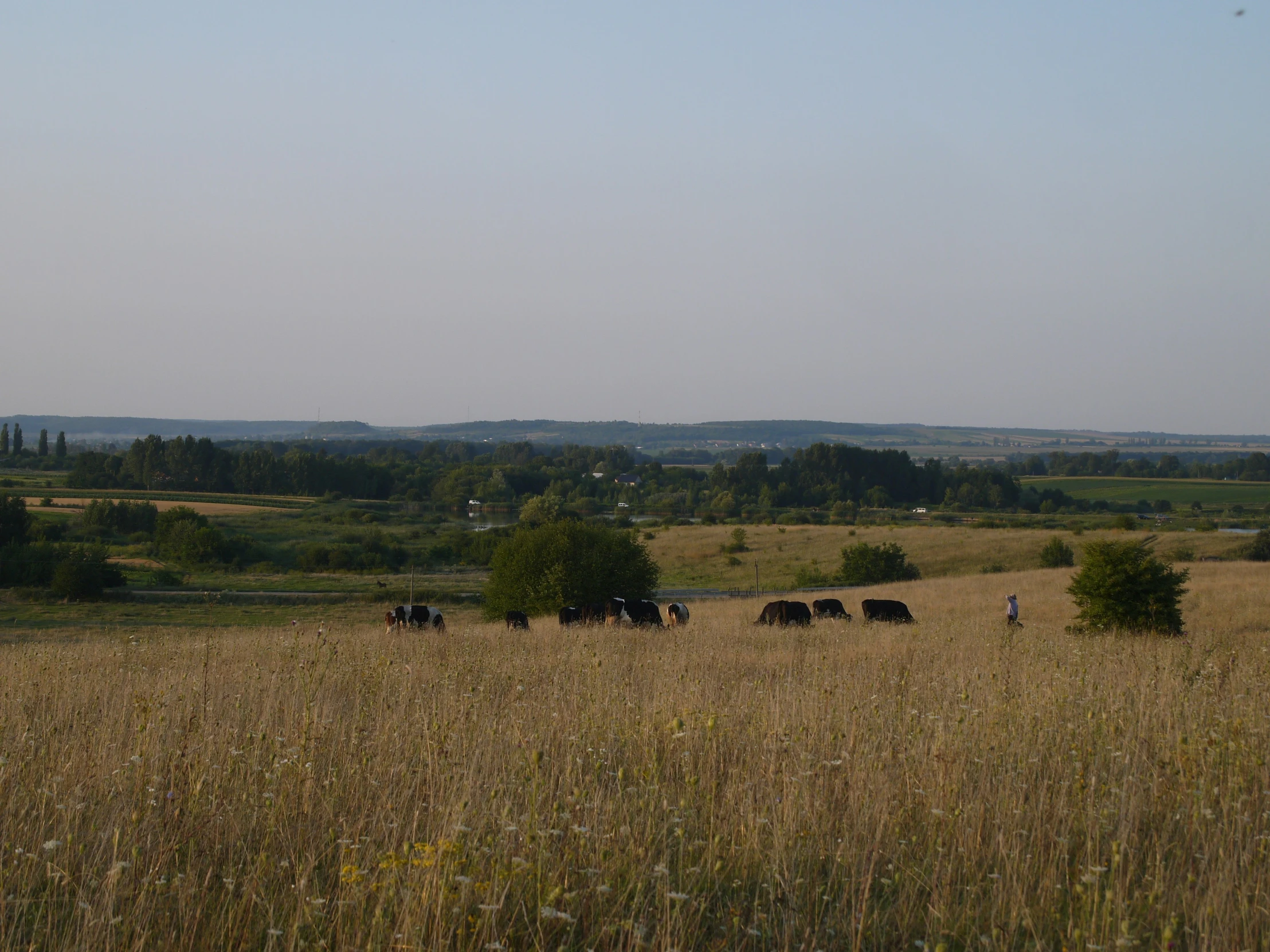 a herd of cattle in a grassy area