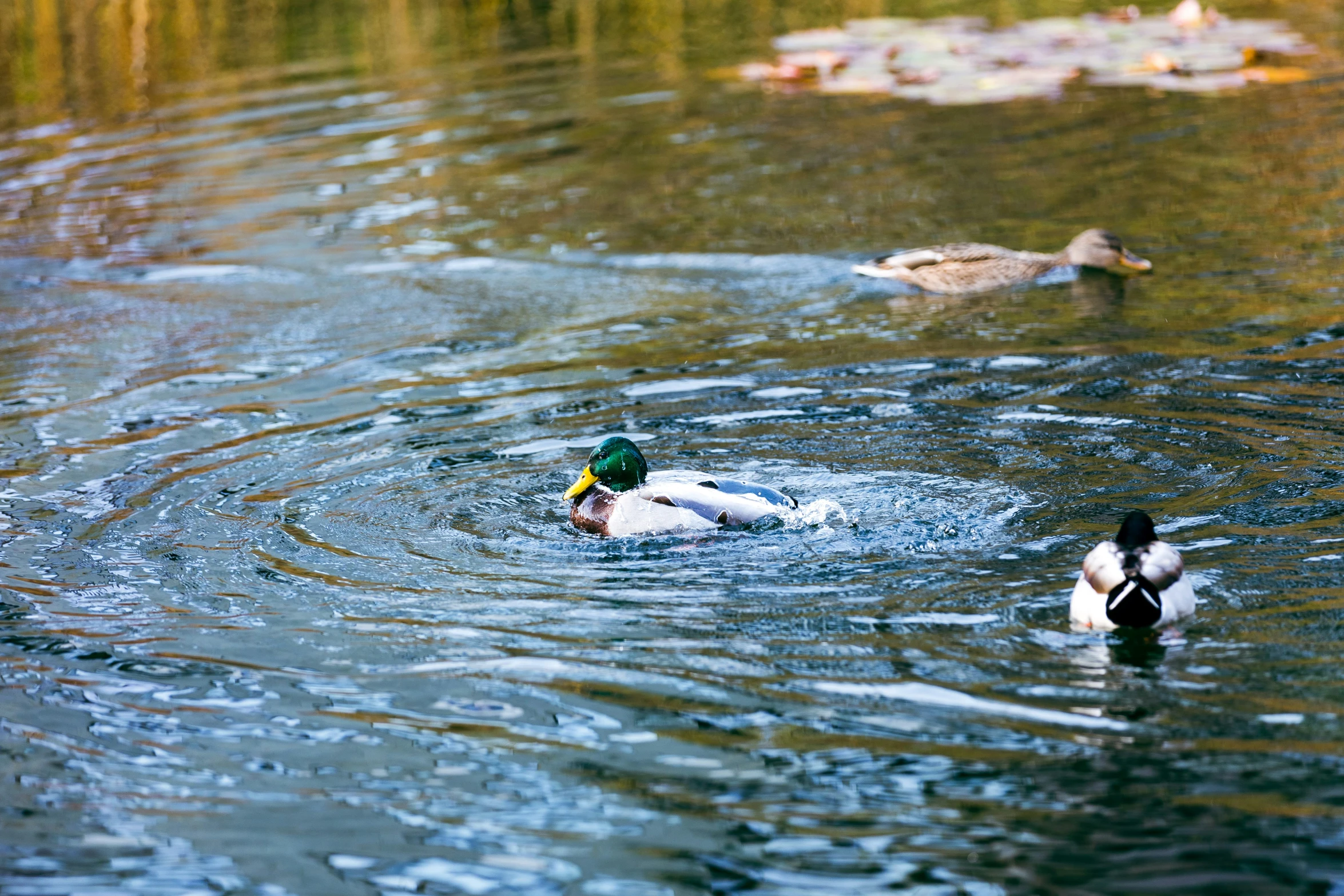 three ducks in a pond, one duck swimming