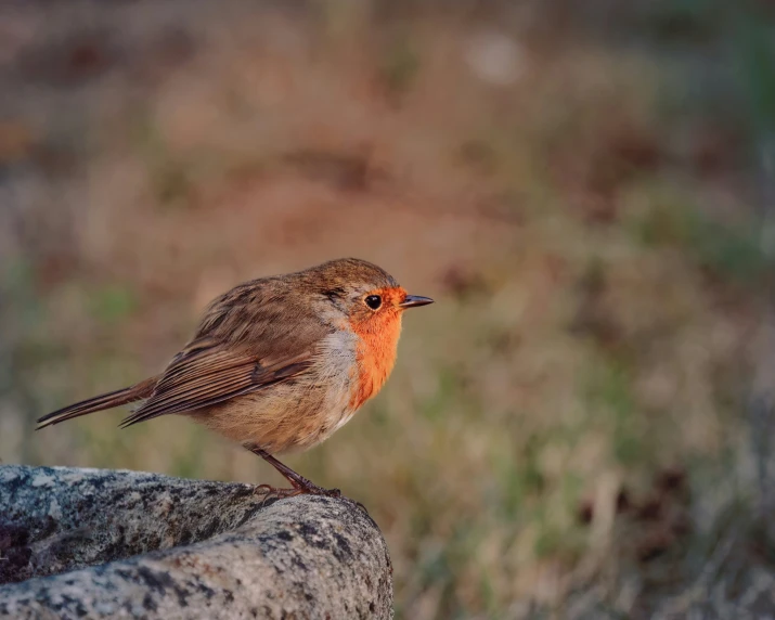 a small brown and orange bird sitting on top of a rock