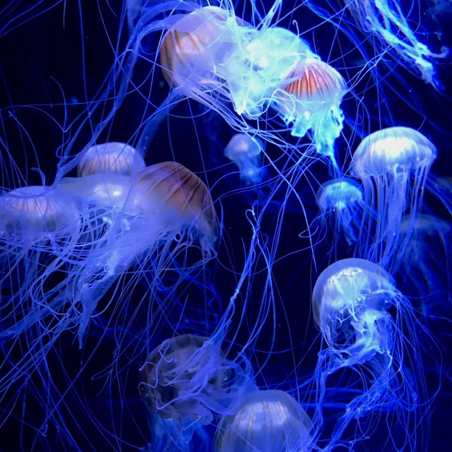 jelly fish are seen floating in blue water