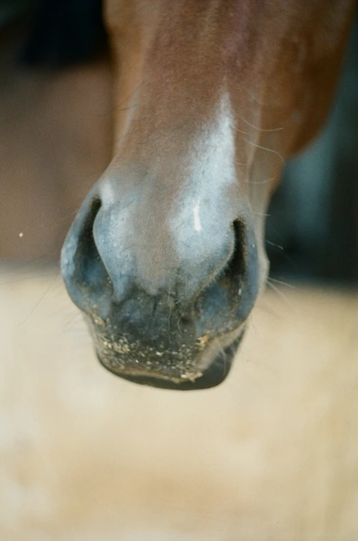 a horse's nose is shown looking directly ahead