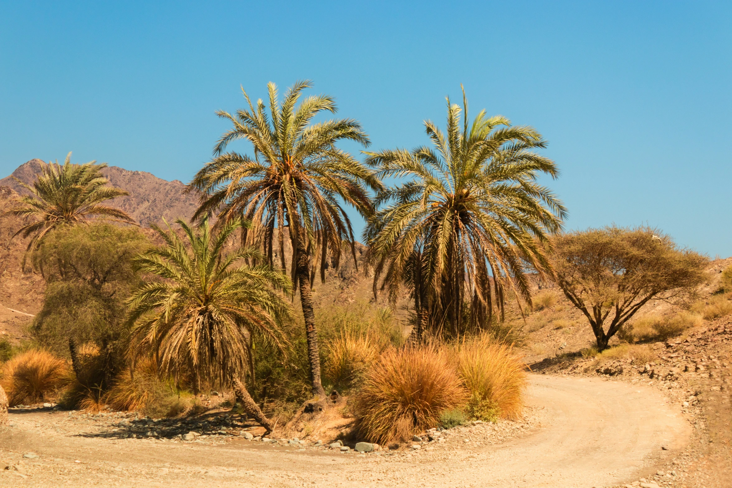 two large palm trees in a desert area with a path