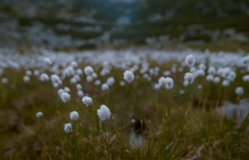 a lot of grass that is in the grass