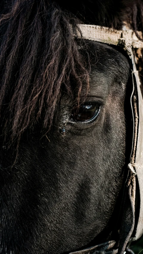 a close up image of the face and bridle of a horse