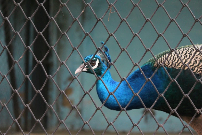 a peacock is behind the fence looking at the camera