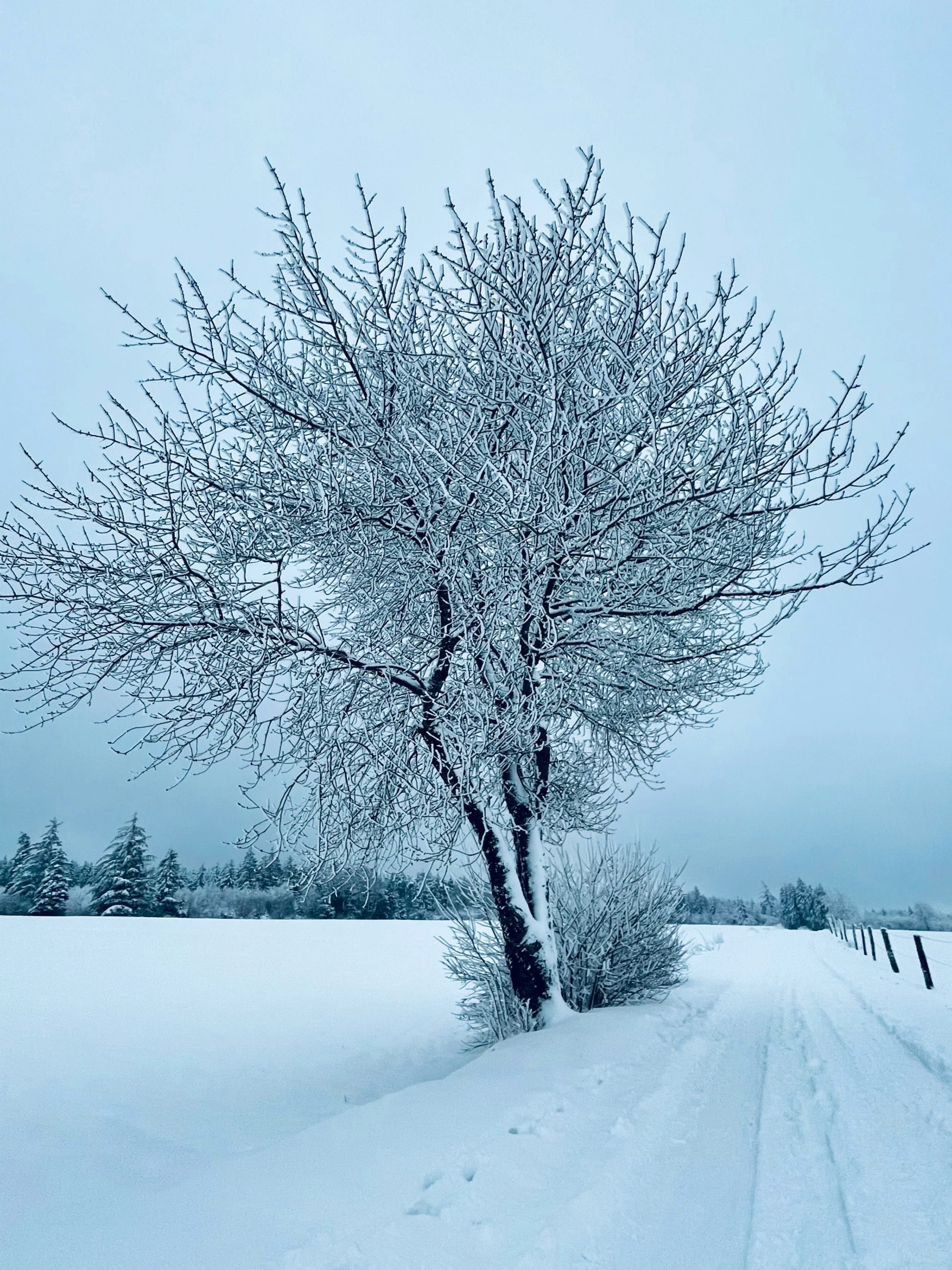 this lone tree is in a snowy, blue landscape