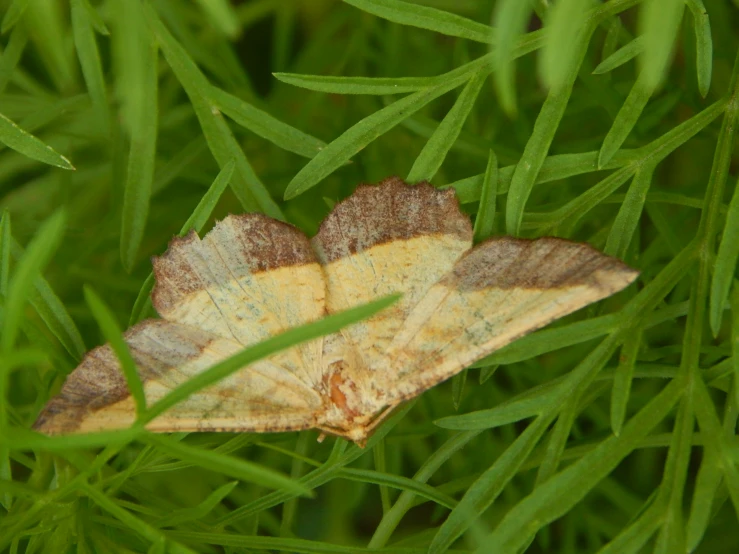 a moth sitting on top of a green leaf