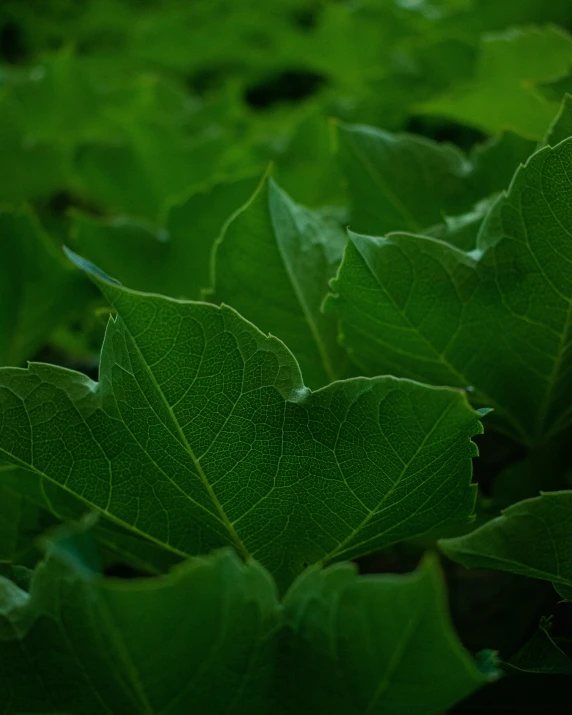 many leaves that have been laying in the grass