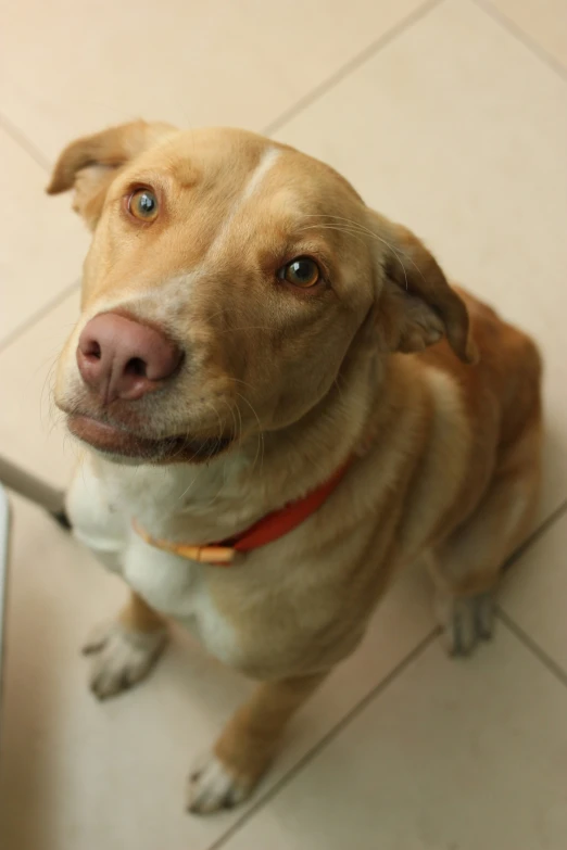 a dog with its head turned looking up with his tongue hanging out