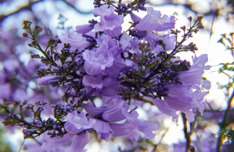 a nch with purple flowers is in bloom