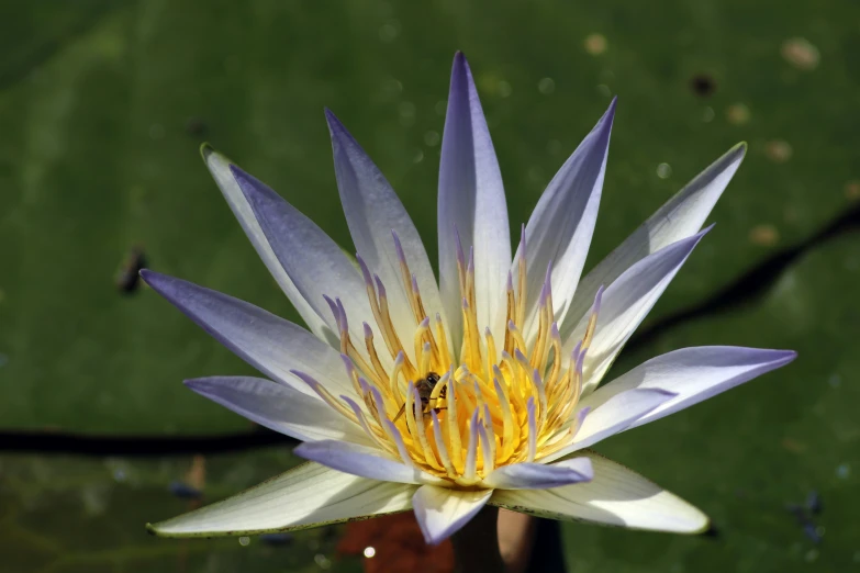 a purple flower with yellow stamen sits on a green surface