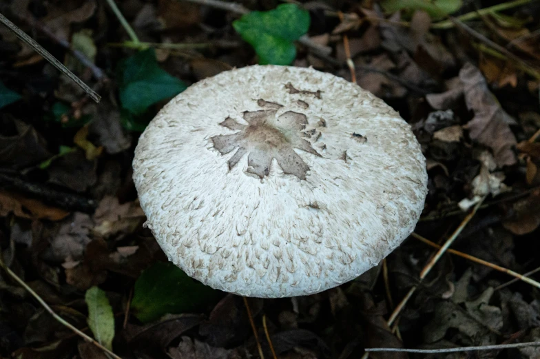 a mushroom sitting on the ground surrounded by grass