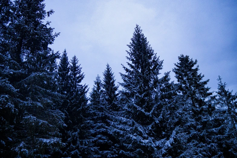 snowy trees with blue sky in background