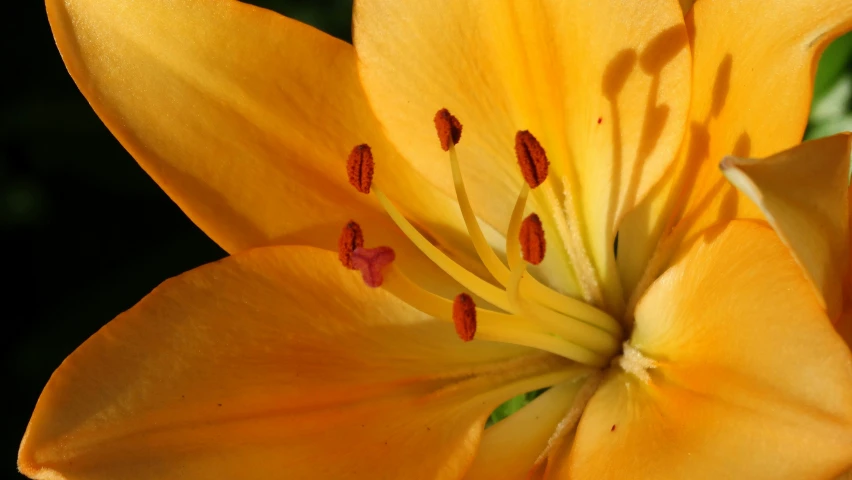 this is the inside view of a yellow flower