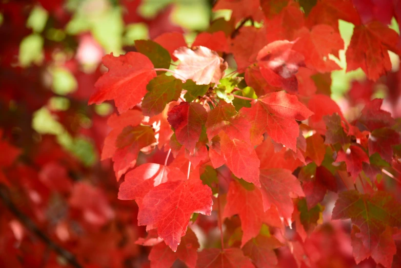 red leaves are arranged on a tree nch