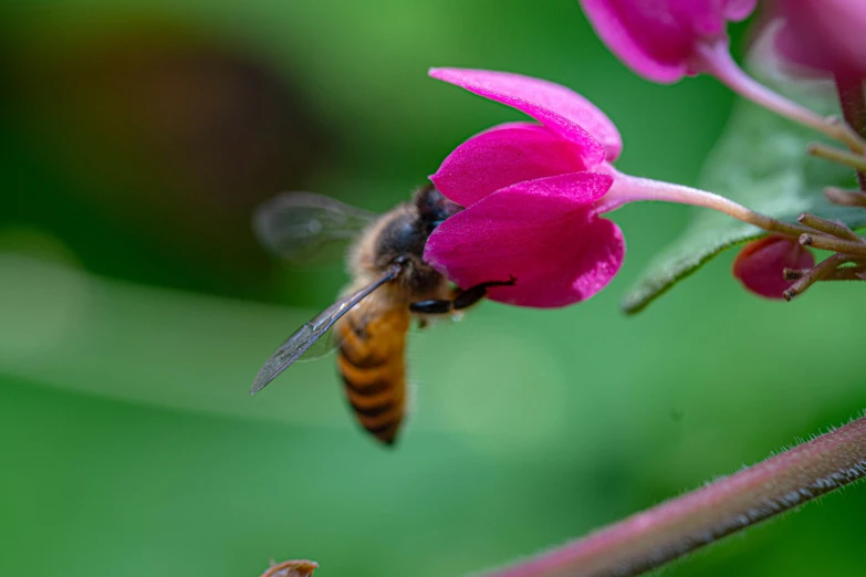 a bee that is flying near some pink flowers