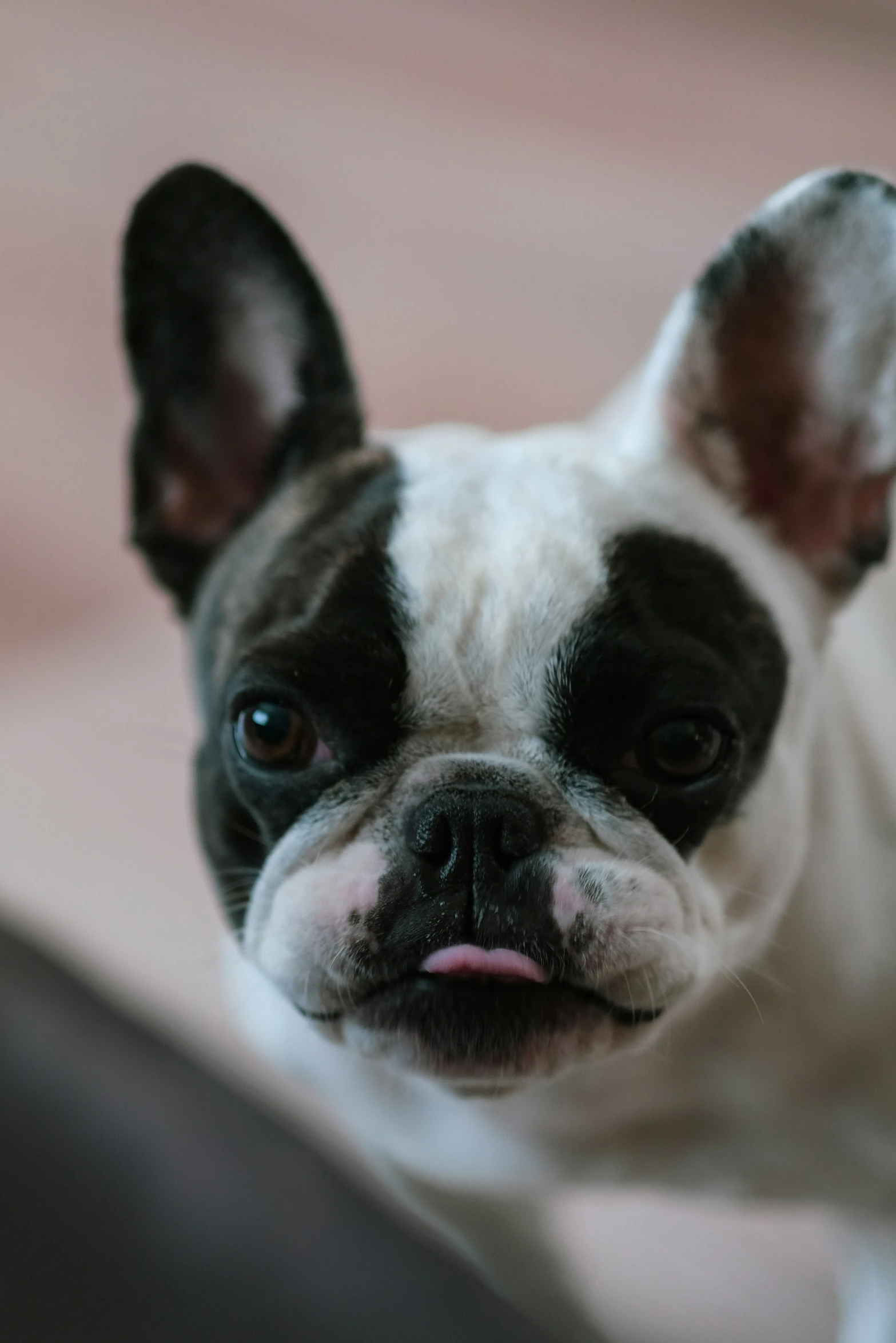 an adorable black and white dog on a couch looking at the camera