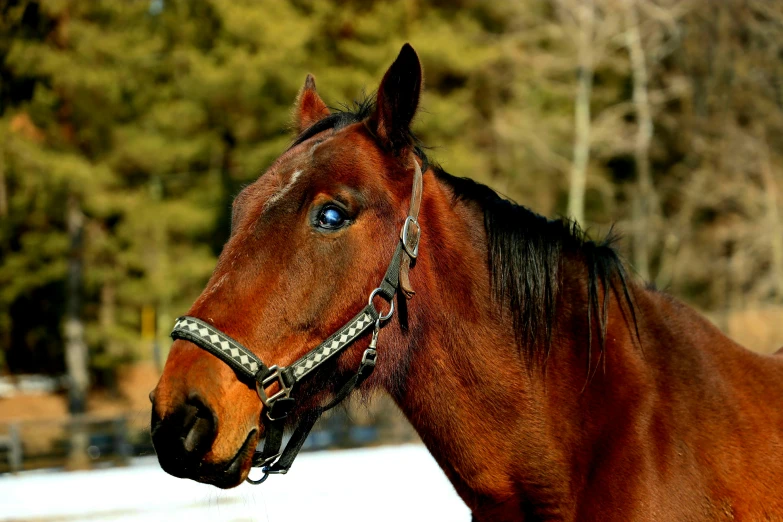 a horse standing in the snow with trees in the background