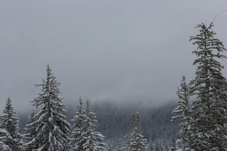 trees covered in snow near a forest with a cloudy sky
