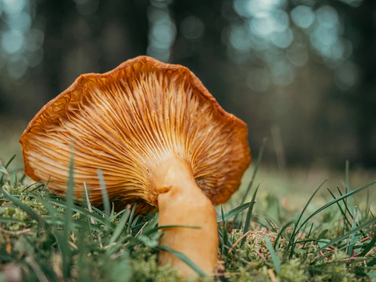 an orange mushroom sits on the grass in the forest