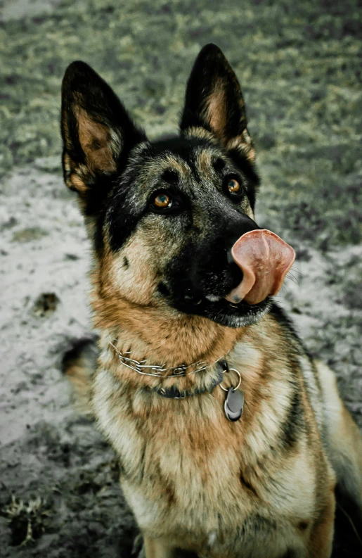 a large dog wearing a collar and looking straight ahead