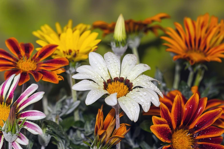 a bunch of flowers that are next to each other